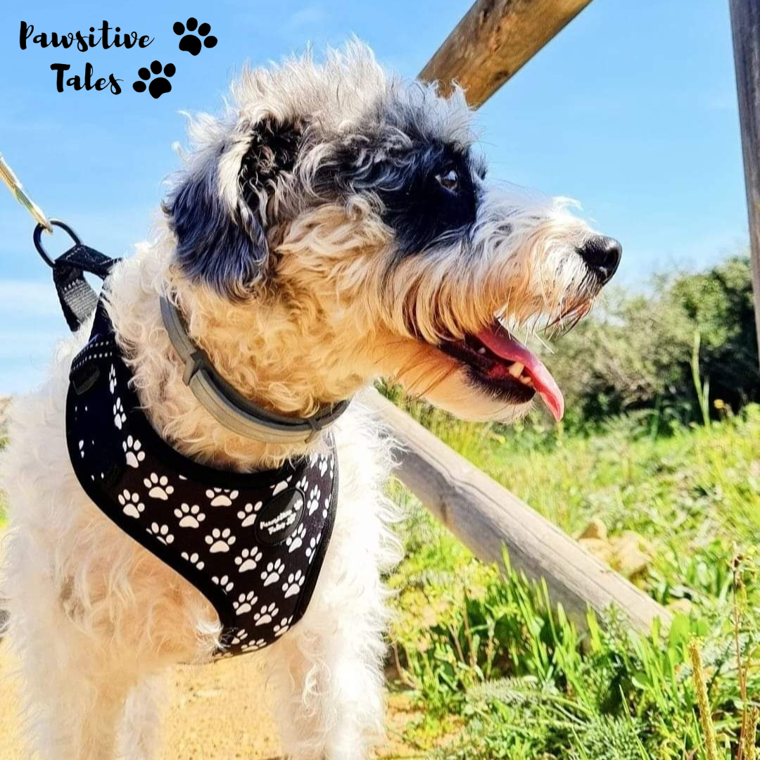 Dog Harness by Pawsitive Tales