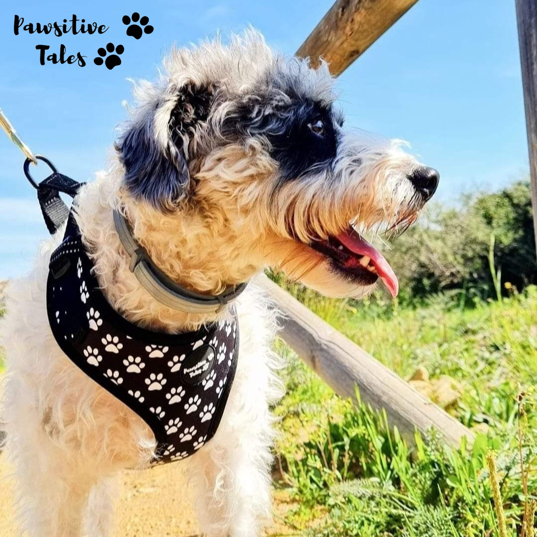 Animal planet dog hot sale harness